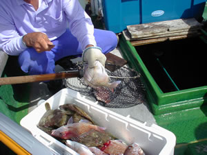 釣果2