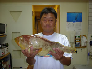 釣果アコウ2