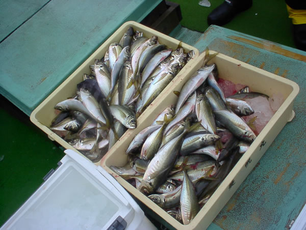 釣果