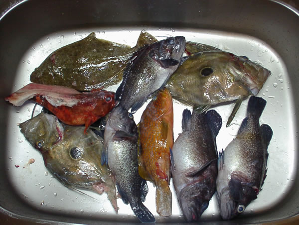 釣果