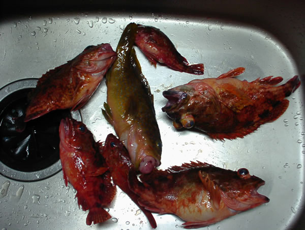 釣果