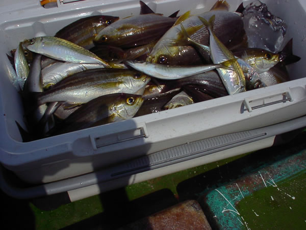釣果2