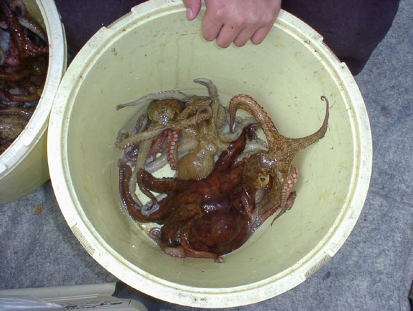 釣果