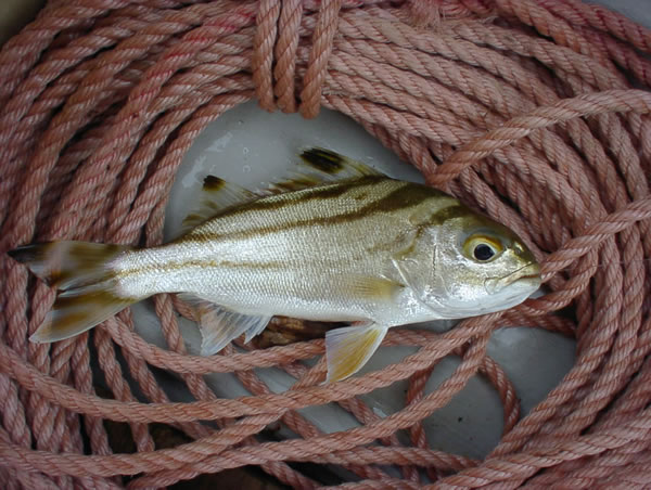 浦内川魚