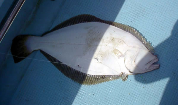 ヒラメ67cm