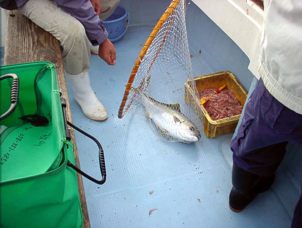釣り状況