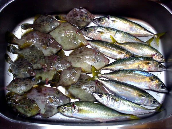 釣果