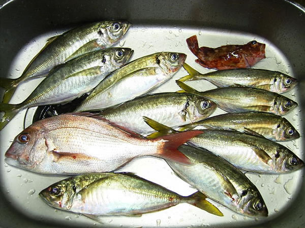 釣果