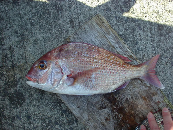 タイ32cm