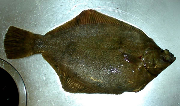 カレイ36cm