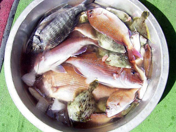釣果
