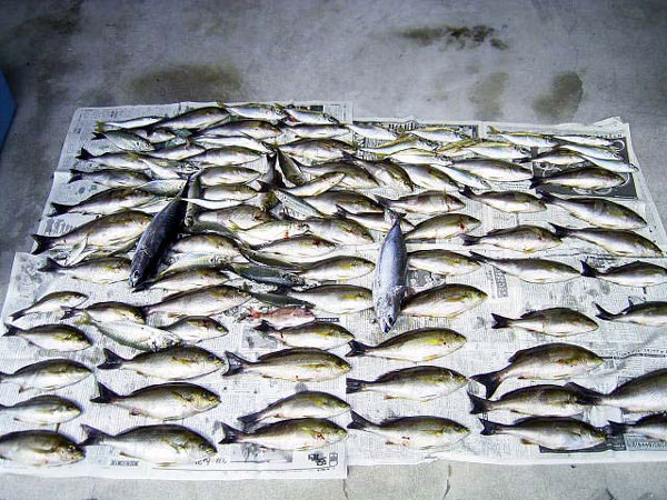 釣果