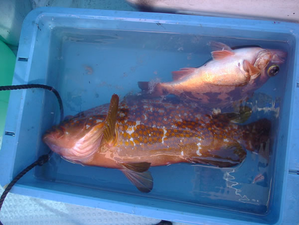 釣果