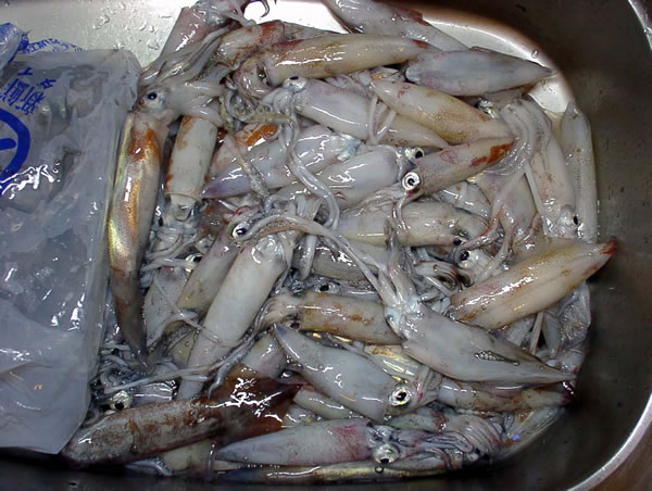 釣果