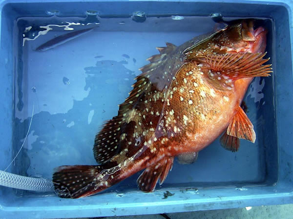 釣果(2)
