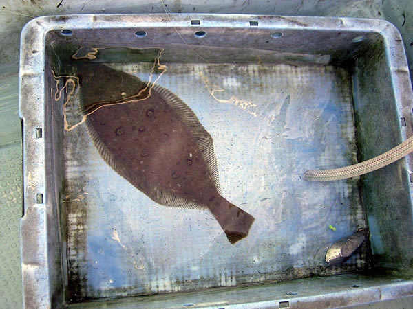 釣果カレイ