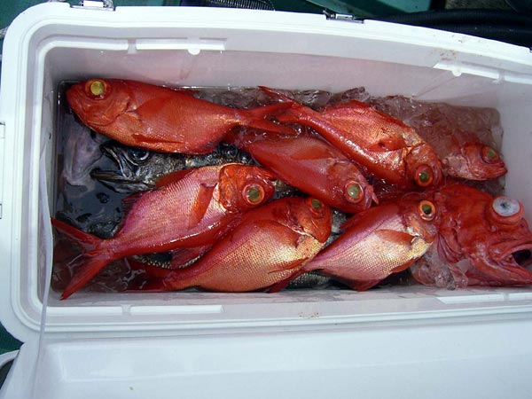常連さんの釣果