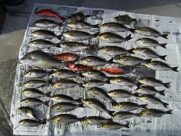 釣果(1)