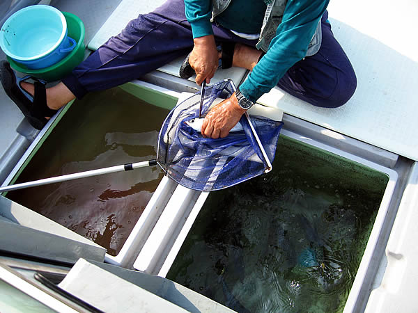 魚絞め