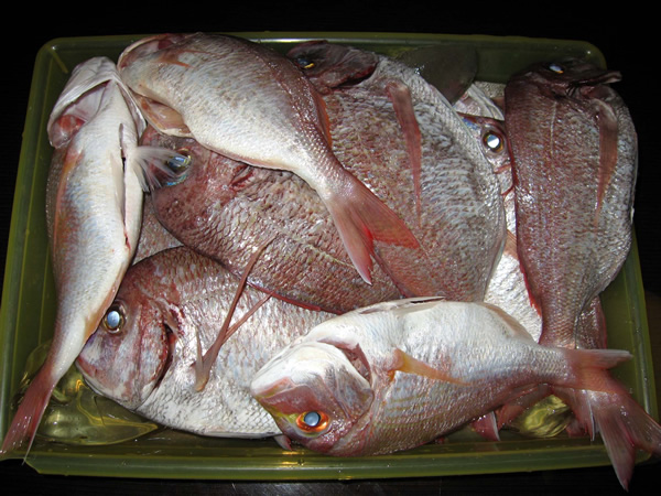 釣果(2)