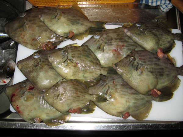 カワハギ釣果