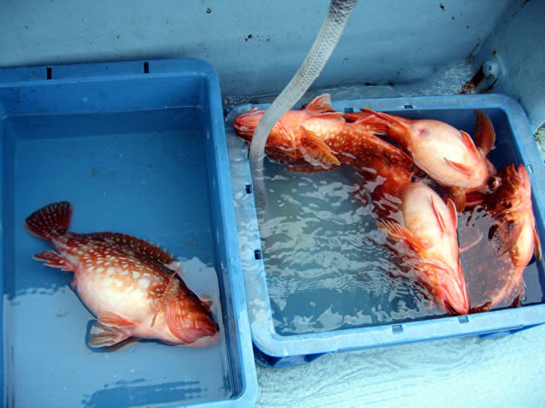 釣り状況2