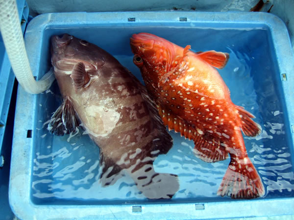 釣り状況4
