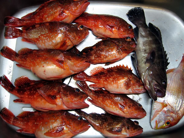 釣果2(大・中)