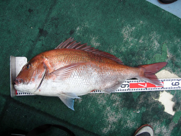 大タイ84cm