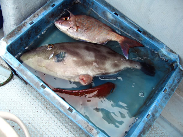 釣果(3)