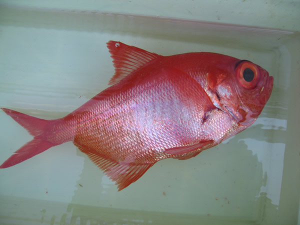トロキンメ