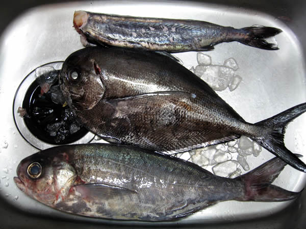 釣果(外道)