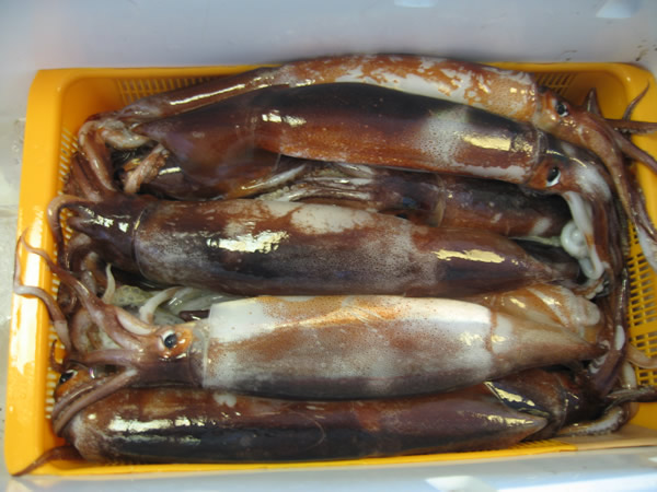 釣果(2)