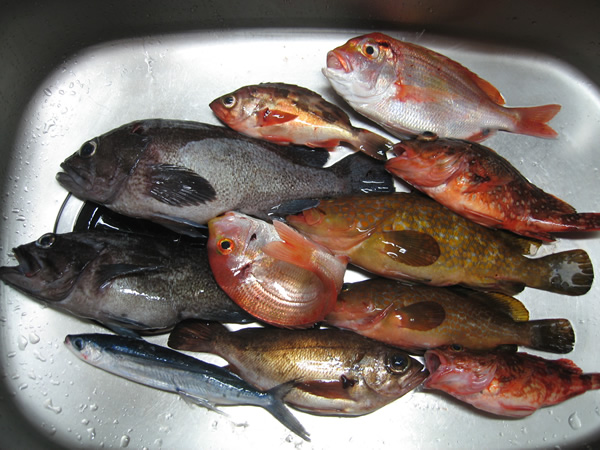 釣果(2)