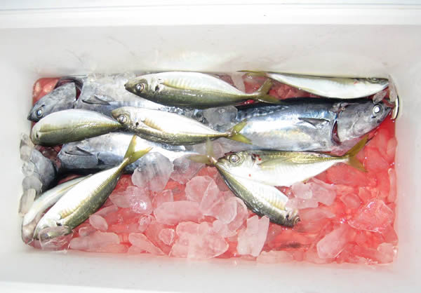 釣果