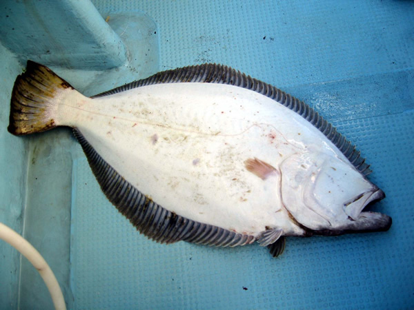 ヒラメ81cm(2)