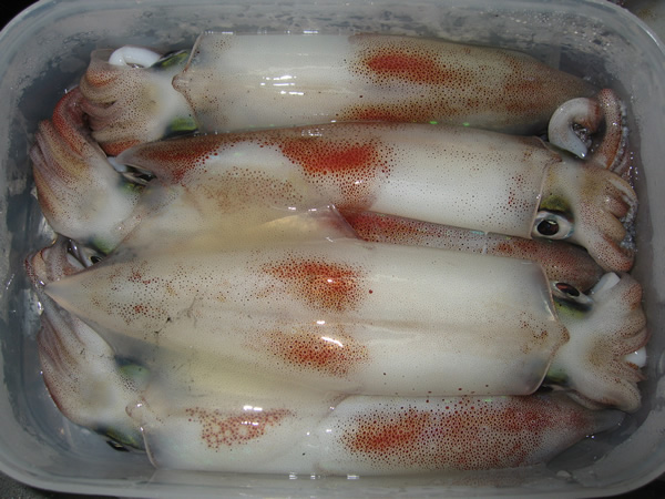 釣果UP